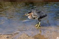 Green Heron Shaking It`s Feathers